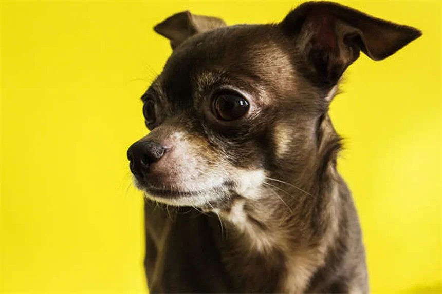 Porsche Panamera 4S E-Hybrid Review: 3 Pros & Cons You Need to Know